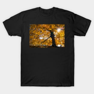 Golden sunshine in the fall in Central Park, New York T-Shirt